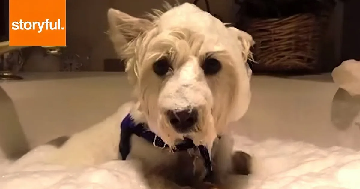 A white dog with a messy face and a blue collar sits on a bed, looking directly at the camera.