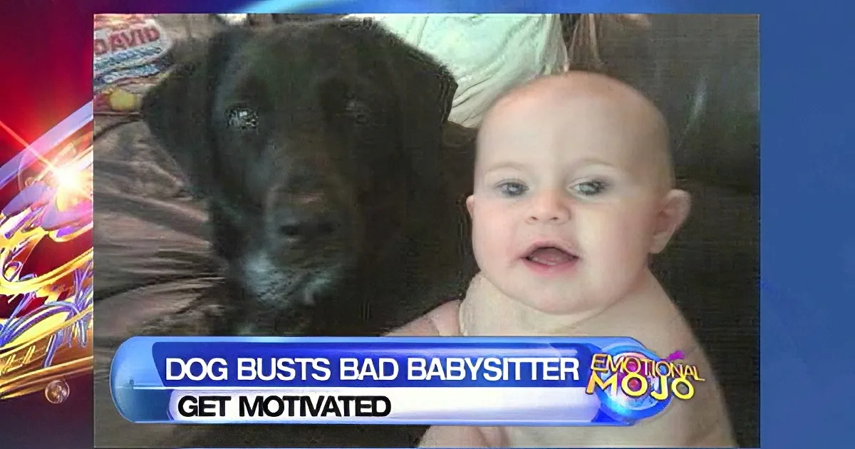 Abusive Babysitter Started Hitting This Poor Baby. but How That Dog Saved Him Left Me in Tears...