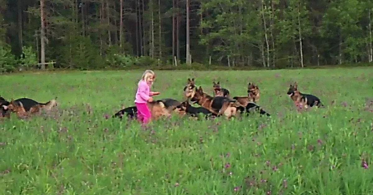 5-Year-Old Plays With 14 Beautiful Dogs. Now Watch When She Lifts Her Arms up! Whoa!
