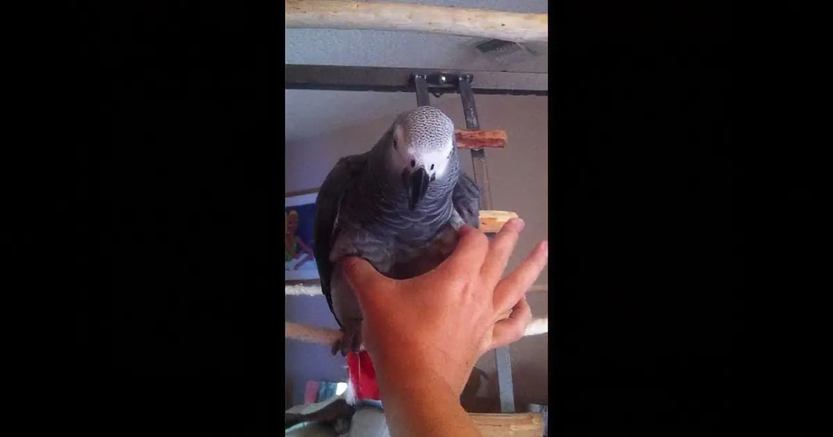 A hand holds a grey parrot perched on it, with a wooden structure and colorful background.