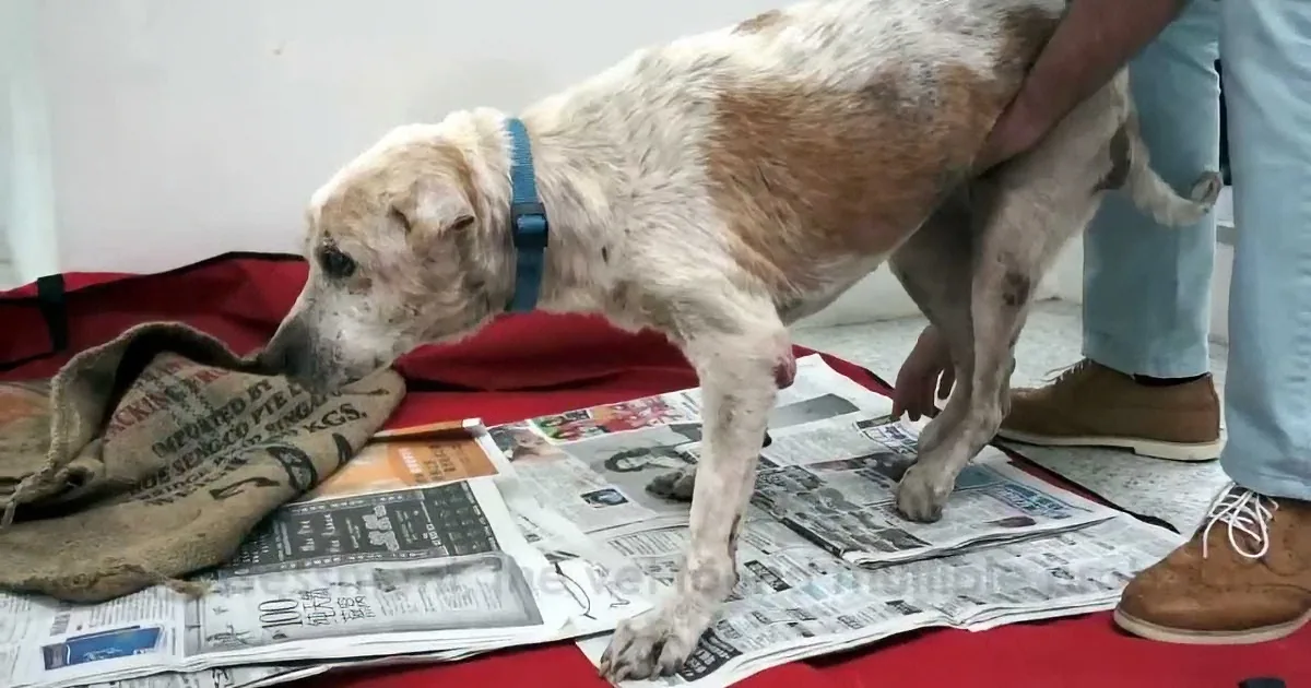 They Granted This Dying Stray Dog His Last Wish. but What Happens Then? OMG... so Touching!