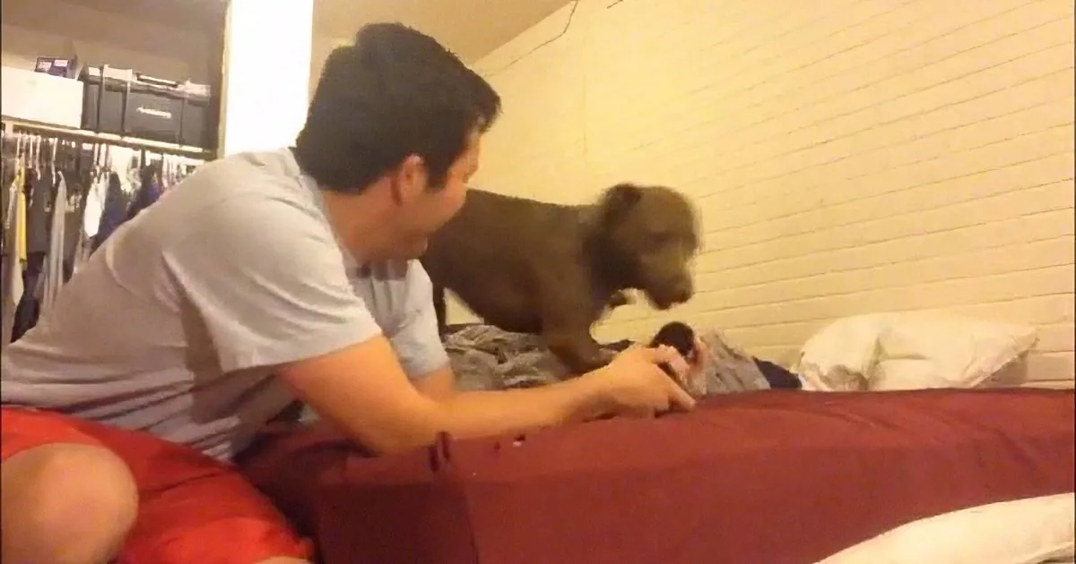 A man in a gray shirt is sitting on a bed, interacting with a brown dog.
