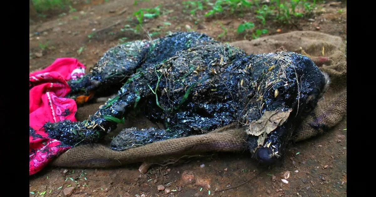 They Found This Dog Covered in Hot Tar. What Happens Next? I Couldn''t Believe My Eyes!