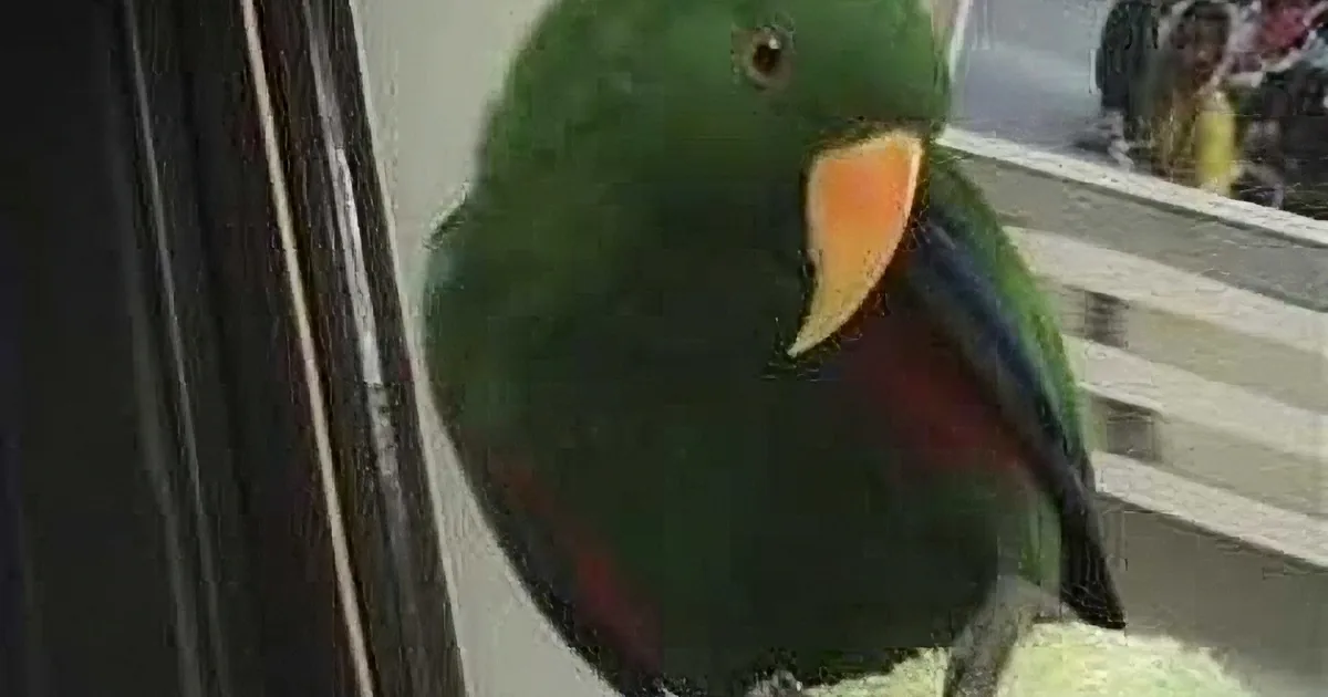 A vibrant green parrot with a yellow beak and red accents perches near a window, reflecting its image.