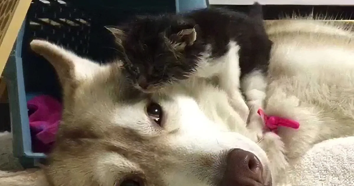 A husky dog is lying down with a black and white kitten resting on its head.