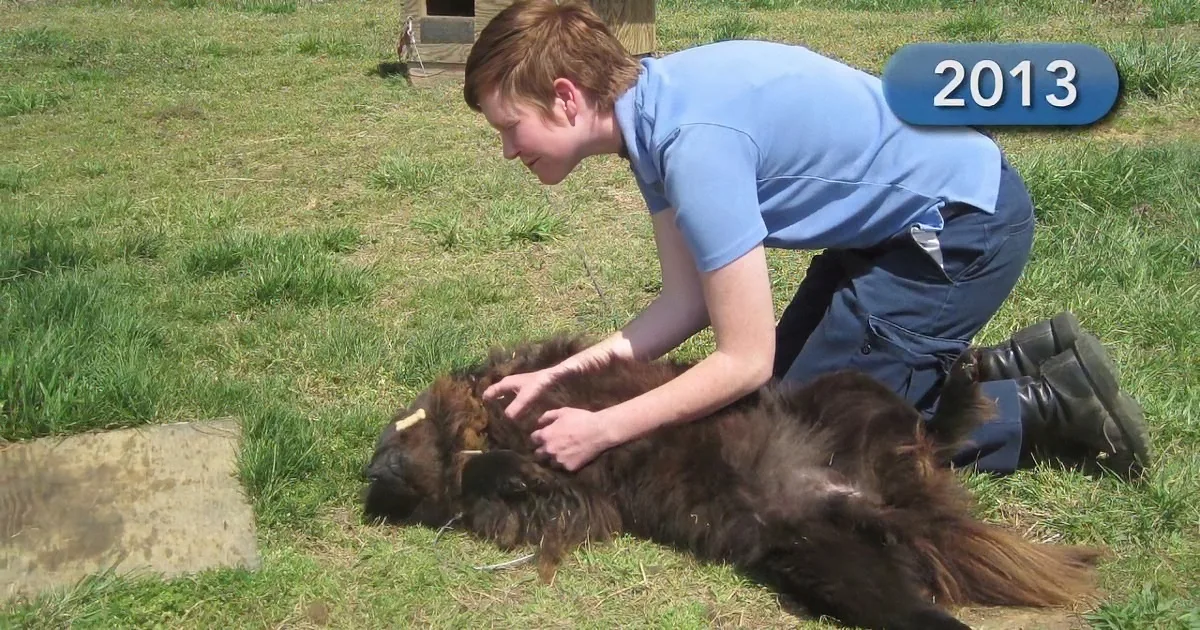 Dog''s Chained to a Barrel in the Dirt. but When She Saw This Woman Approaching Her? I Broke Down!