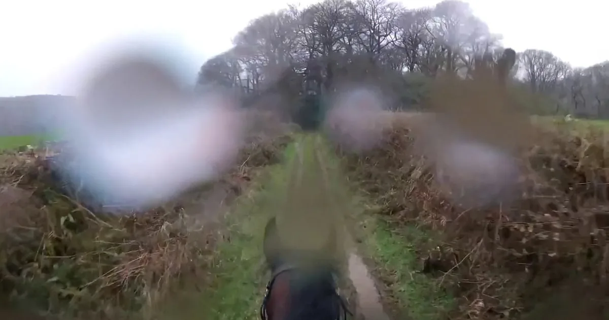 A person in a green jacket rides a horse on a narrow path surrounded by grass and trees.