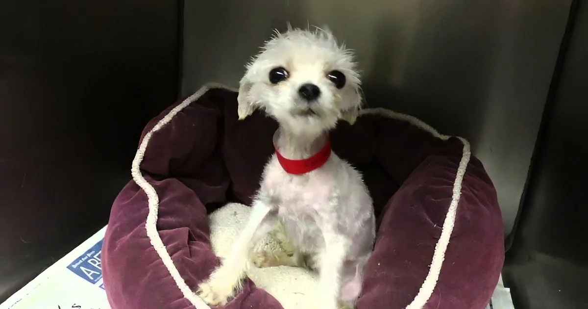 That Little Dog Is Very Tiny. but This Rescue Had the Biggest Impact Ever!