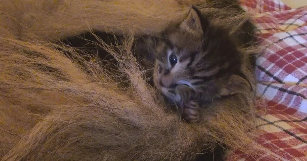 A fluffy tabby kitten rests on a bed of hay, nestled on a red and white checkered blanket.