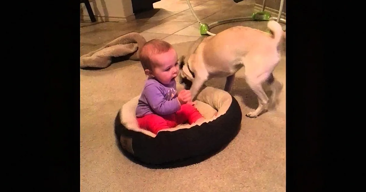 A baby sits in a pet bed, holding a red object, while a dog sniffs nearby on a carpeted floor.