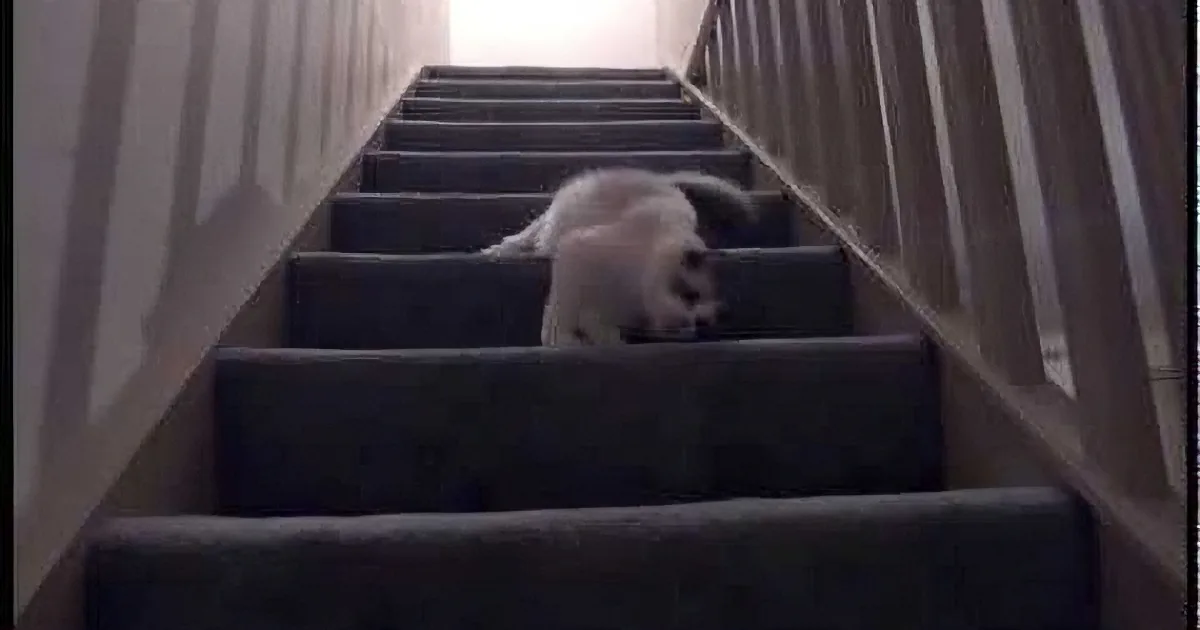 The Way This Kitten Went Down Those Stairs Makes Me Laugh Every Time I See It