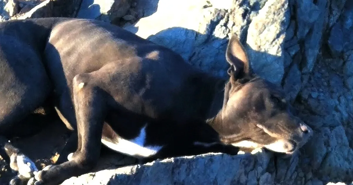 A black dog with white markings rests on a rocky surface, basking in sunlight.