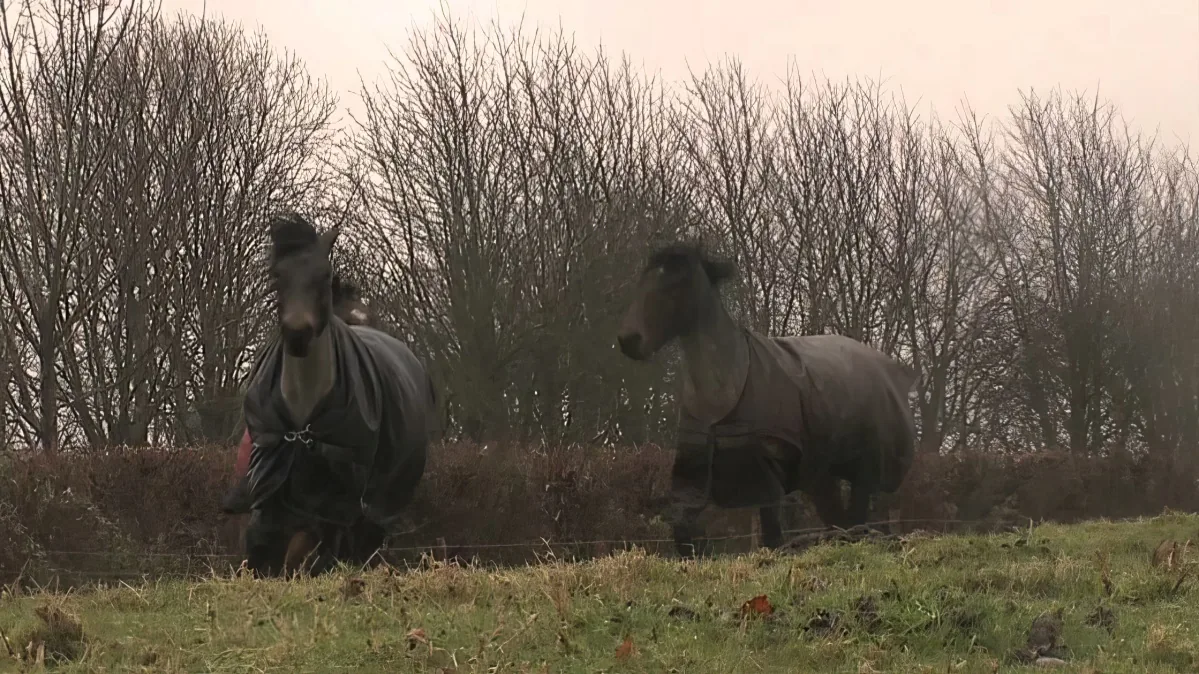 Two horses in dark blankets stand in a grassy field with bare trees in the background.