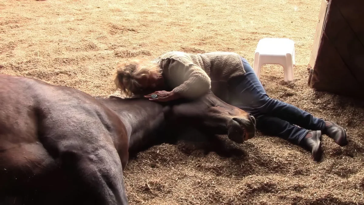 A woman lies on the ground, petting a horse in a stable setting.