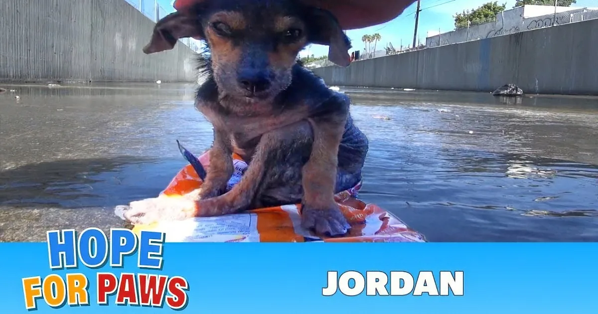 This Dog Was Brutalized & Thrown 30 Feet Down a Canal. but Wait Till You See His Transformation!