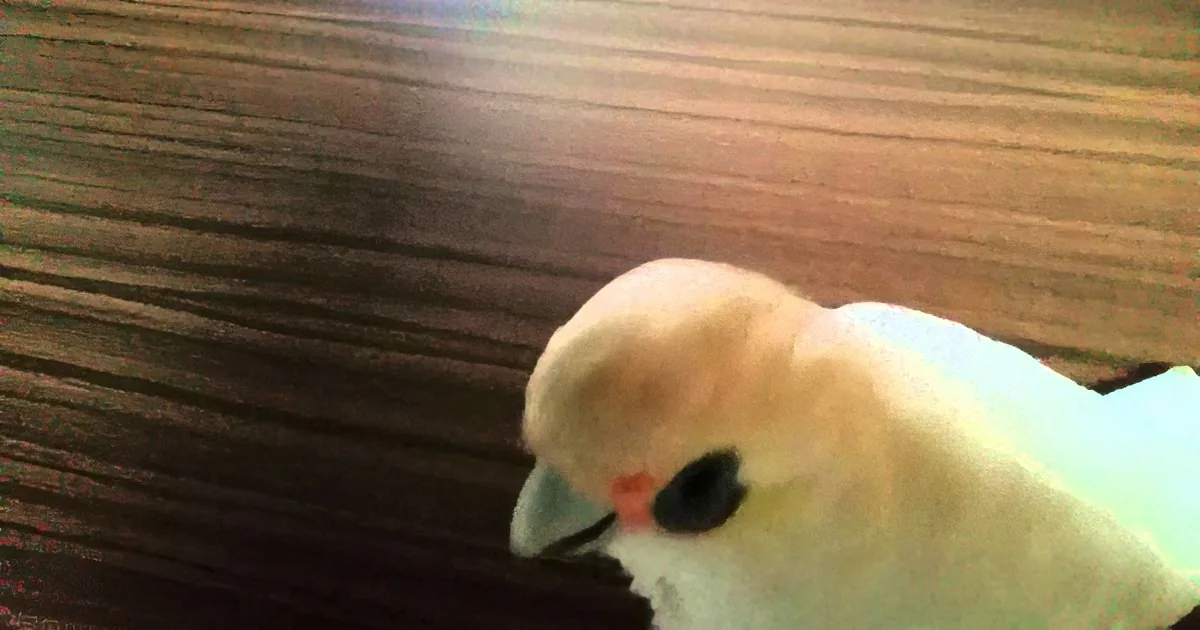 A fluffy white bird with a small red spot on its beak is perched on a wooden surface.
