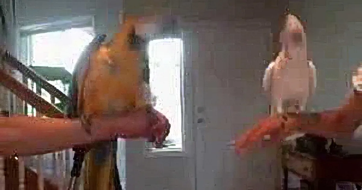That Bird Challenges His Friend to a Dance-off. but What Happens Then? I Can''t Stop Laughing!