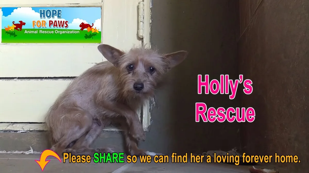 A small, scruffy dog sits against a wall, with text promoting its rescue and asking for shares.