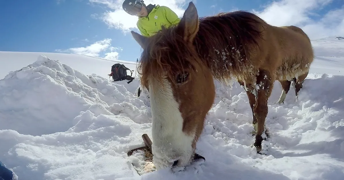 A horse stands in snow, its head close to the camera, with a person in a yellow jacket and helmet in the background.