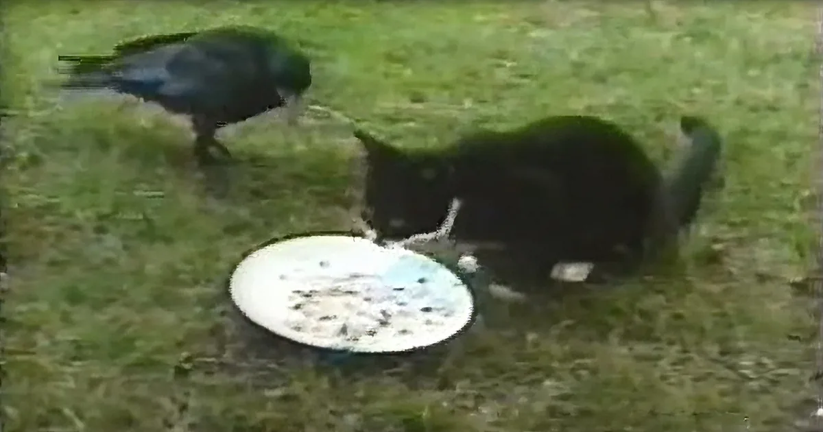 This Little Kitten Was Abandoned by His Mother. so When That Crow Sees Him?