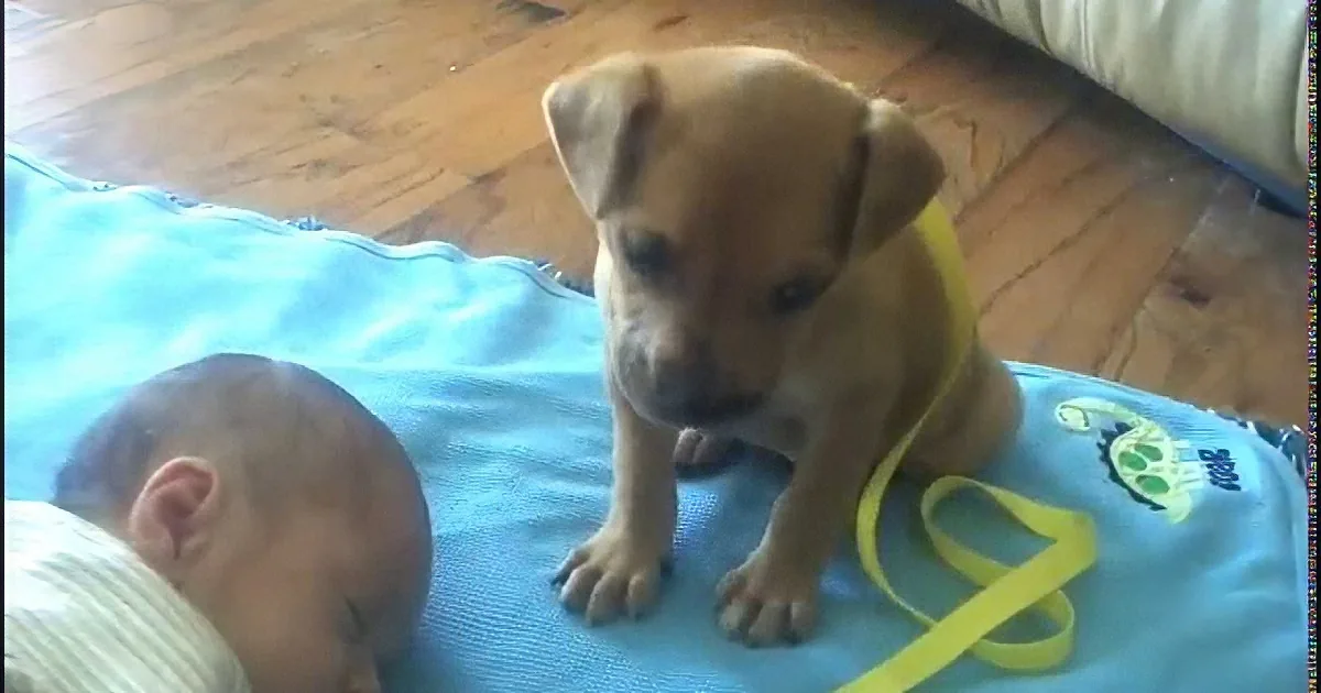 That Little Baby Is Sleeping. but I Was Grinning Like a Fool When I Saw the Puppy Do This! Aww!