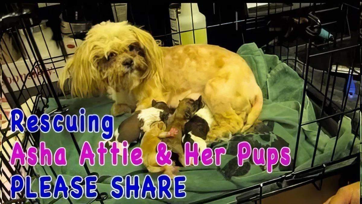 This Dog Was Abandoned at a Shelter When She Was in Labor. but What Happens Next Made Me Cry!