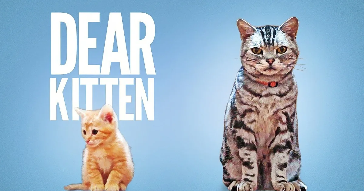 A tabby cat and a kitten are featured with the text "DEAR KITTEN" on a blue background.