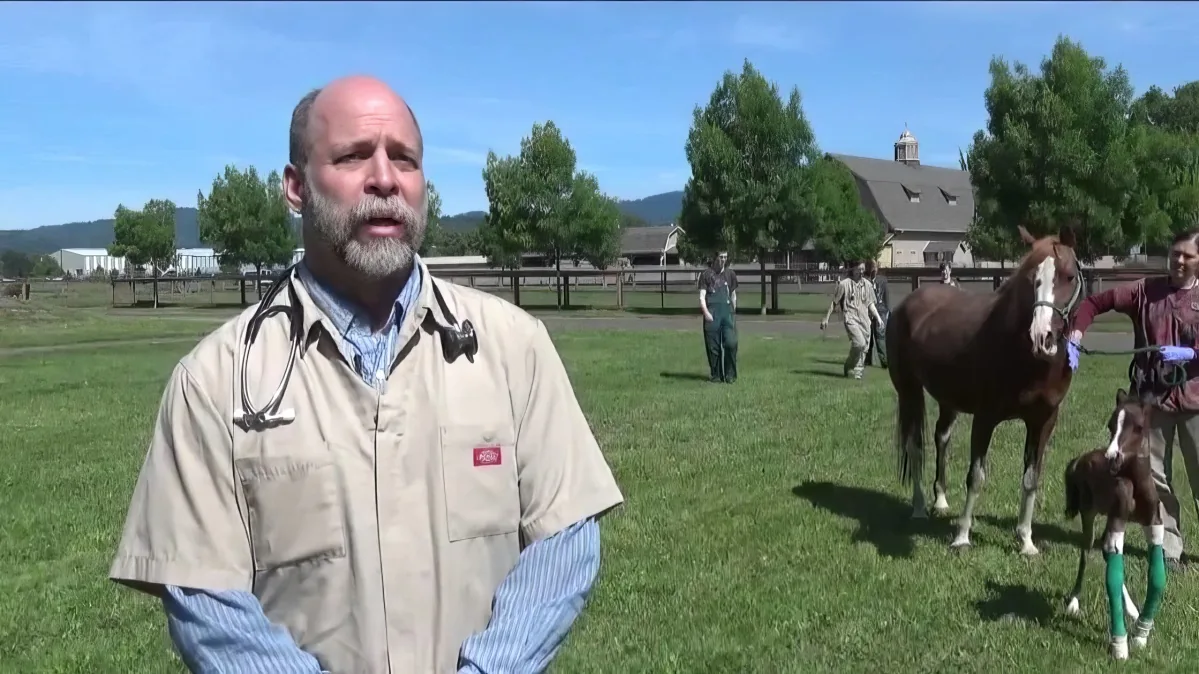 Pregnant Horse Delivers Rare Twin Foals. Wait Till You See What Happens Next