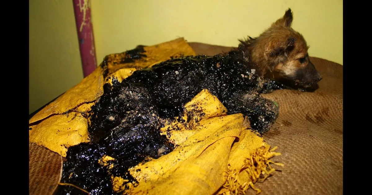 A dog covered in black soot lies on a yellow cloth, appearing injured or distressed.