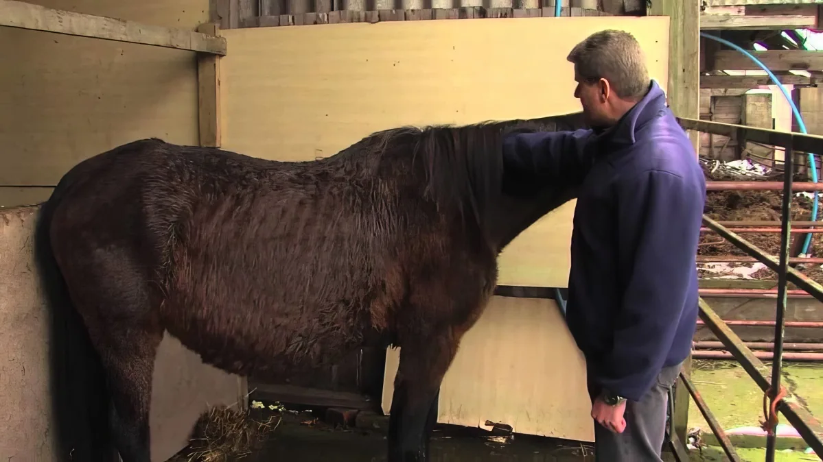 A man in a blue jacket pets a dark brown horse in a stable.