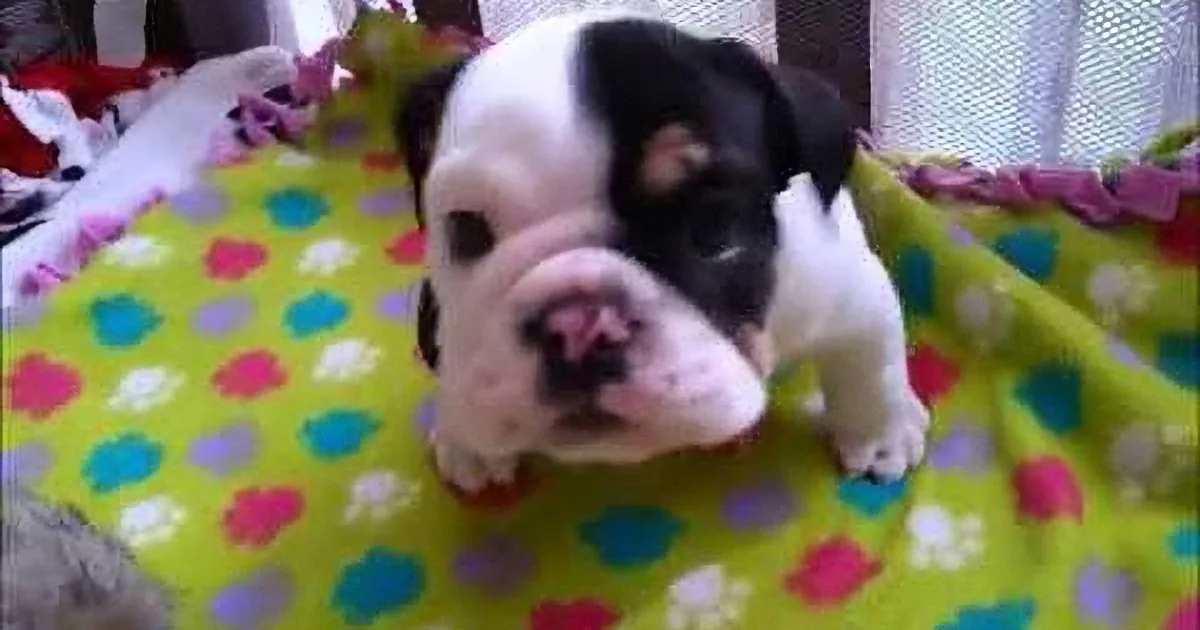 This Little Puppy Has Only Half of His Spine. but When You See Him Play? Adorable!