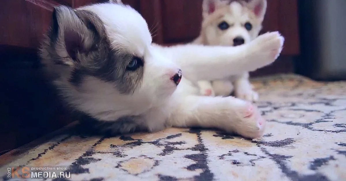 These Are Newborn Huskies. What the Clip Shows Next Will Make Your Heart Melt!