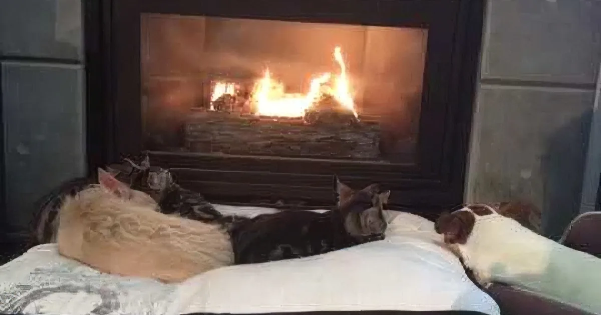 Kittens Cuddled up With Dogs Around Fire. but Their Reaction When Mom Said ''Dinner''? Priceless!