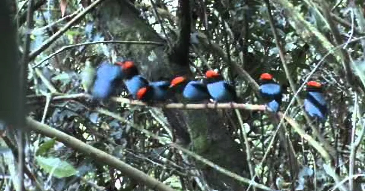 A group of colorful birds with blue and red plumage perched on a tree branch in a forest setting.