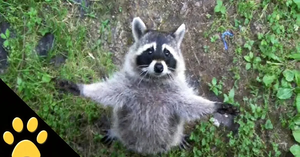 A raccoon stands on its hind legs, arms outstretched, on grassy ground.