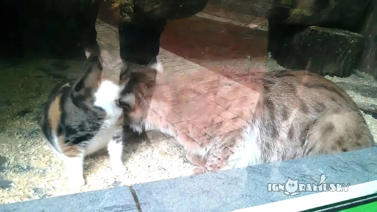 Two cats, one calico and one tabby, are interacting near a glass barrier in a zoo enclosure.