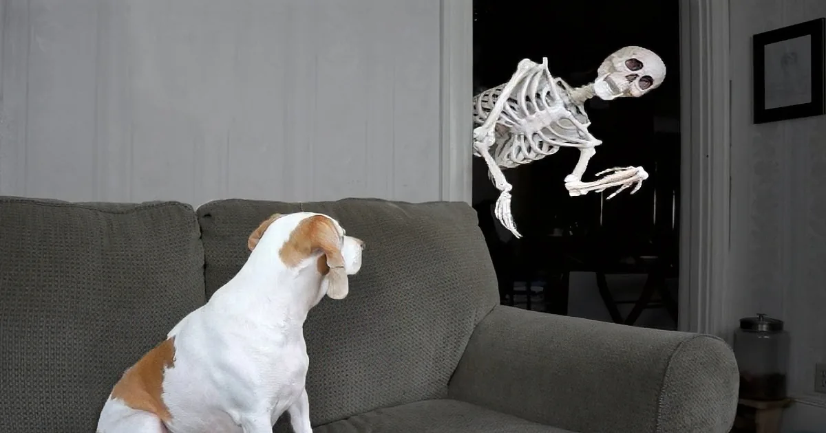A dog sits on a couch, staring at a skeleton floating in the air.