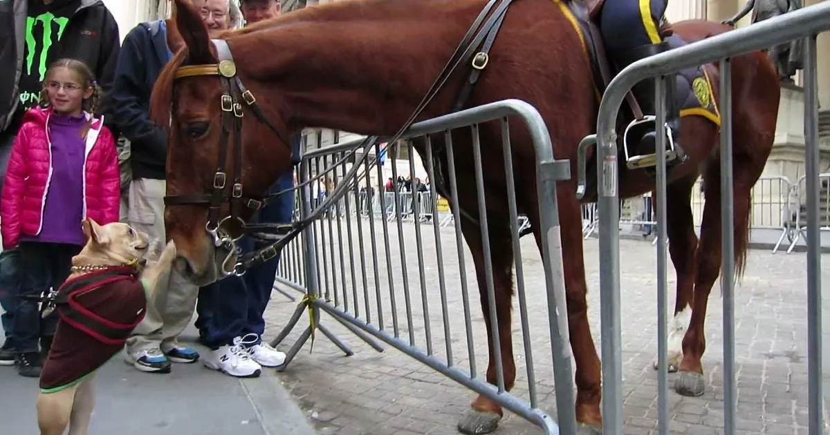 This Tiny French Bulldog Saw a Horse on the Street. but When She Tried to Give Him a Kiss? Aww!