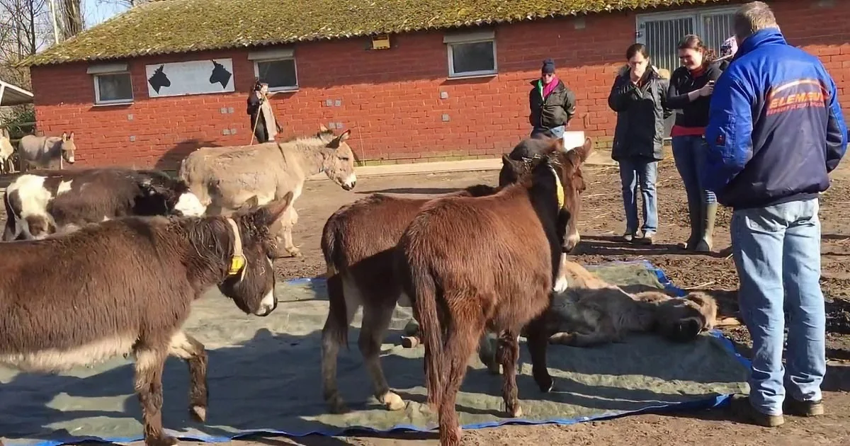 Heartbroken Donkeys Walk up to Their Dead Friend. What They Did Next? I Can''t Stop Crying...