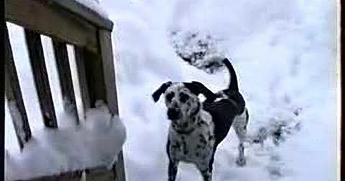 Dog Goes out After a Big Snowstorm, but What Dad Captured on Camera Is the Greatest Thing Ever