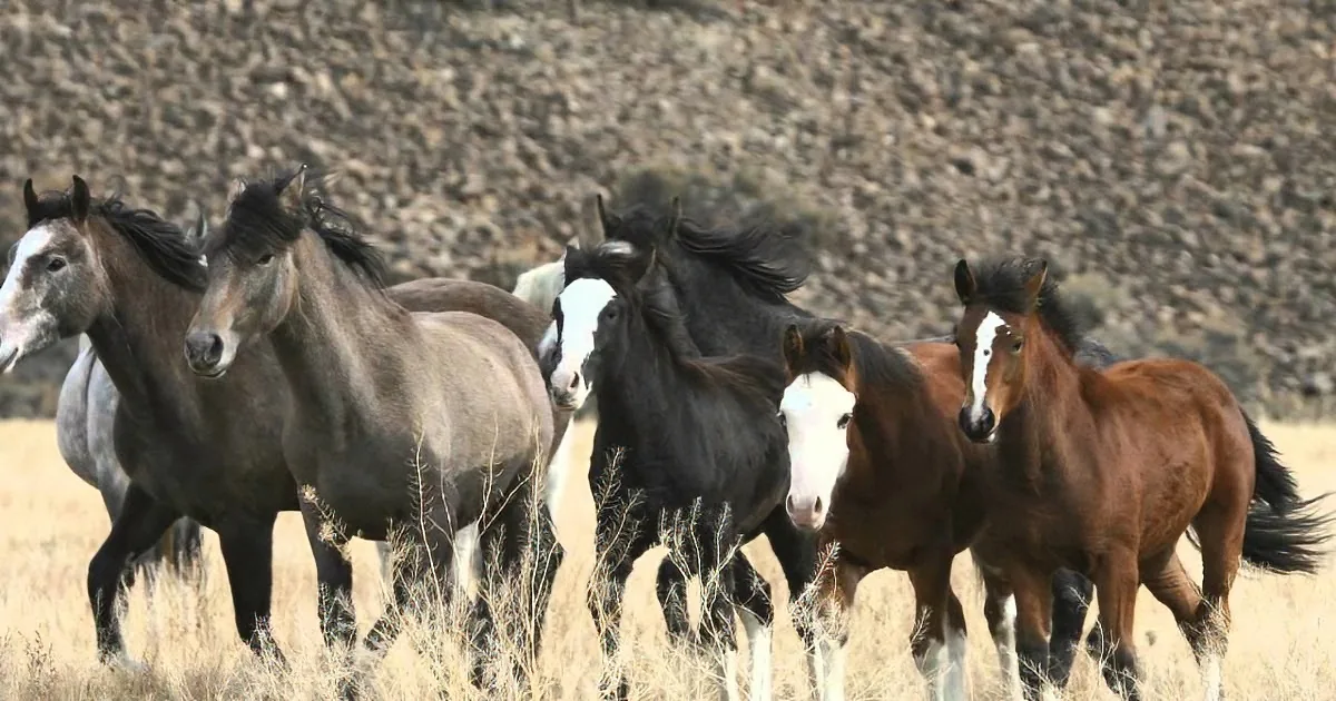 A herd of horses with various coat colors runs through a dry grass field.