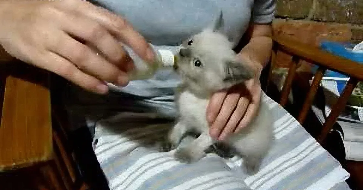 When This Tiny Himalayan Kitten Gets Hungry, She Does This!