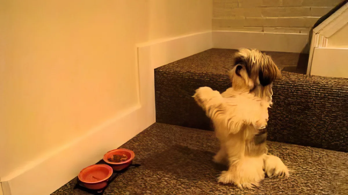 This Dog Does Something Adorable Before Each of Her Meals and It Will Leave You Grinning All Day!