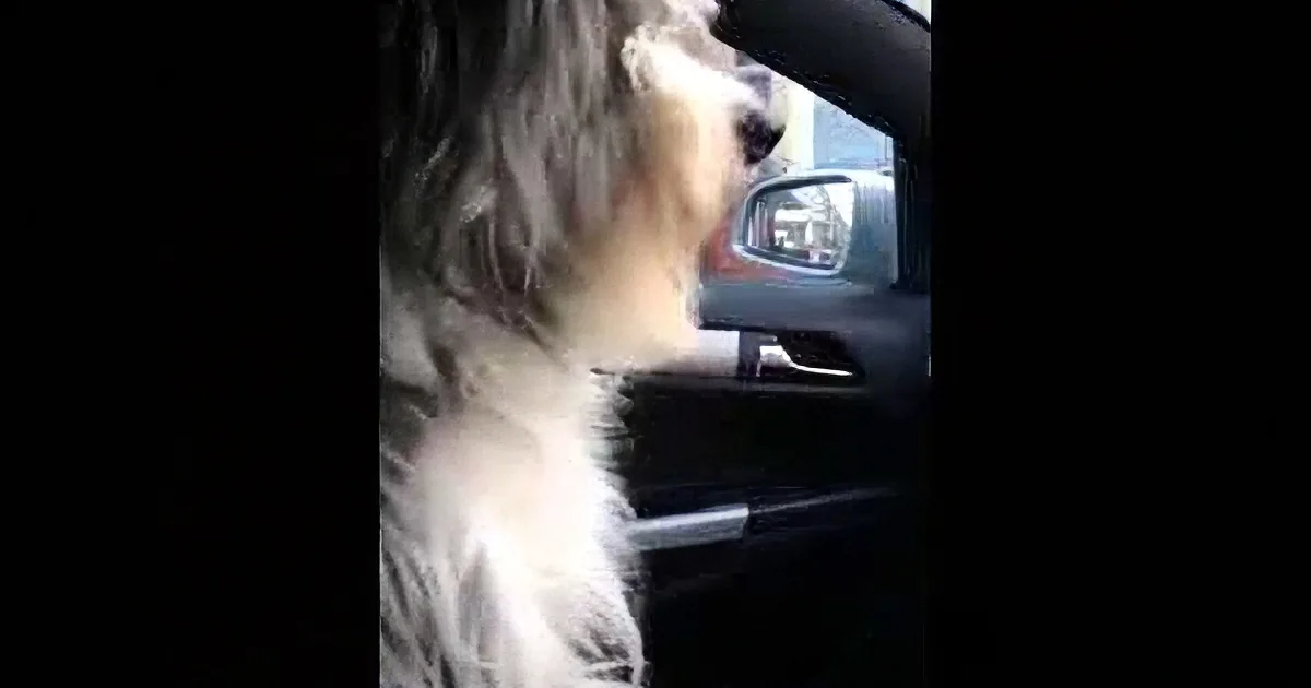 A fluffy dog sits in a car, looking out the window with its head slightly tilted.