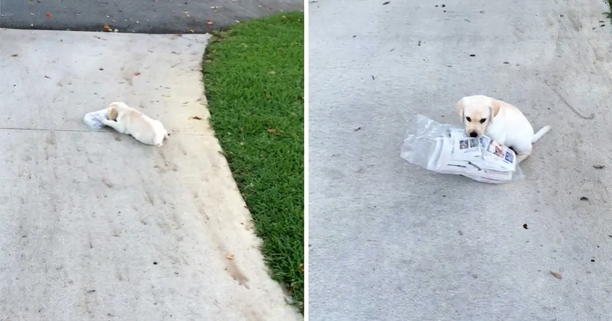 A small white puppy is lying on a sidewalk, one photo shows it sleeping, the other shows it holding a newspaper.