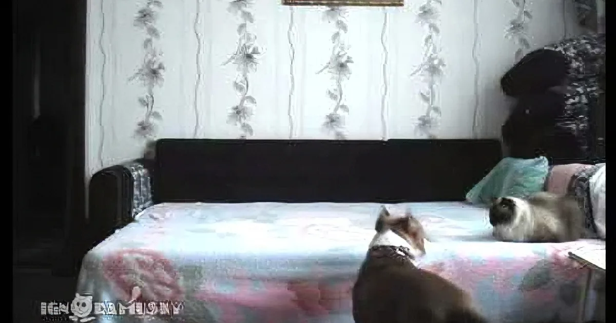 This Dog Is Not Allowed on the Bed.. Look What He Does as Soon as the Owner Leaves!