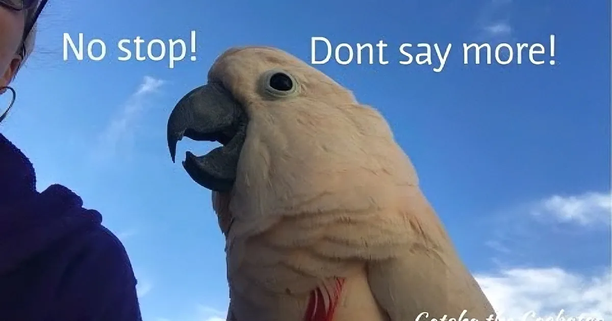 Mom Films Her Cockatoo. but When the Little Guy Starts Talking? Rofl!