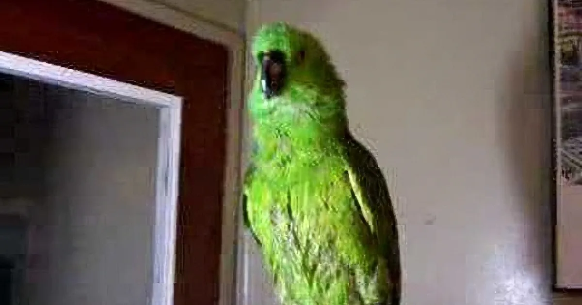 A bright green parrot perched indoors, looking directly at the camera.