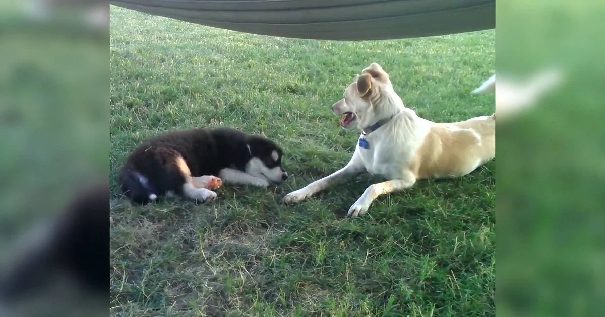 Tiny Puppy Barks for the First Time. but What His Grumpy Brother Does in Response? Rofl!