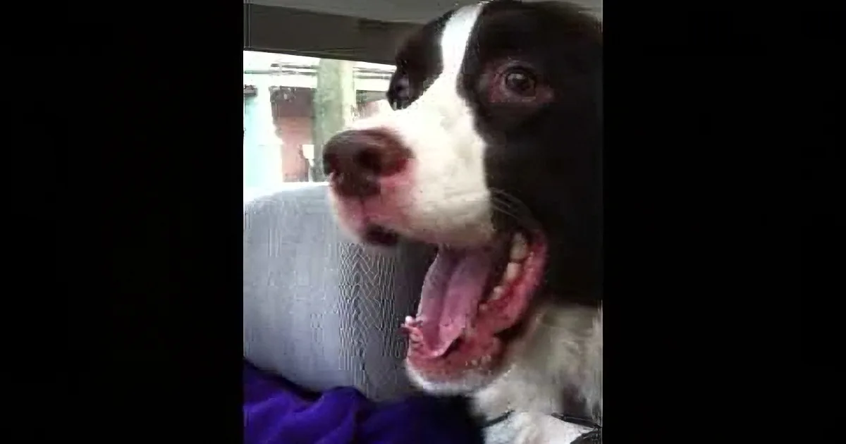 A happy dog with its mouth open, sitting on a purple blanket, looking content.